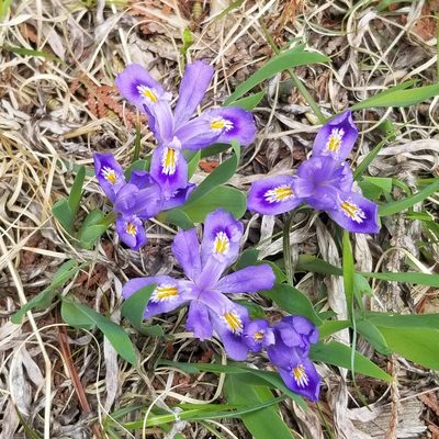 Iris lacustris, photographed by Jess Draws