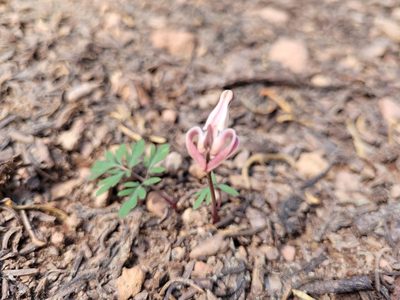 Dicentra uniflora, photographed by Mandy Hackney