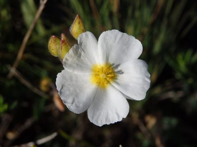 Cistus umbellatus, photographed by Carminda Santos