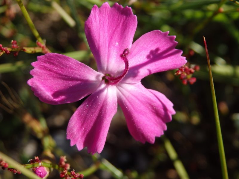Dianthus laricifolius, photographed by Carminda Santos