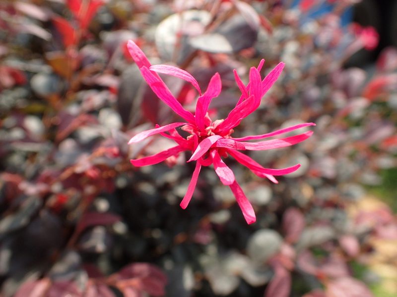 Loropetalum chinense, photographed by Étienne Léveillé-Bourret