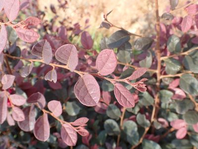 Loropetalum chinense, photographed by Étienne Léveillé-Bourret
