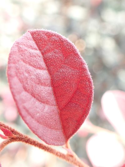 Loropetalum chinense, photographed by Étienne Léveillé-Bourret