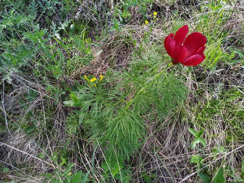 Paeonia tenuifolia, photographed by Богдан Кученко