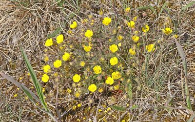 Potentilla heptaphylla, photographed by Christoph Moning