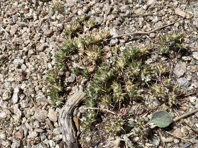 Eriastrum diffusum, photographed by Elliott Gordon