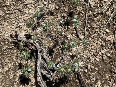 Eriastrum diffusum, photographed by Elliott Gordon