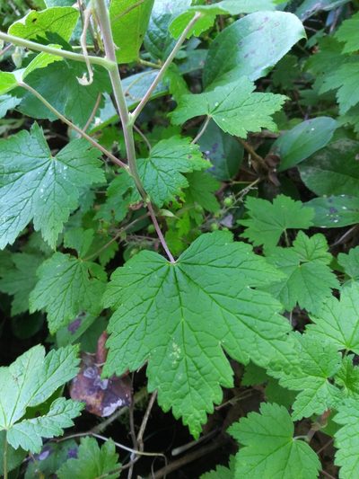 Ribes laxiflorum, photographed by Laura Holloway