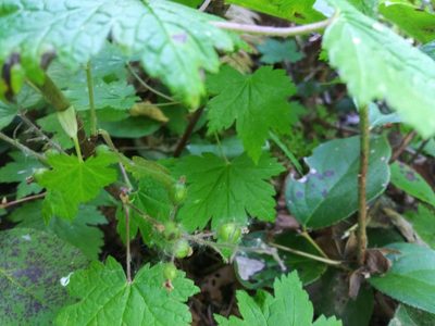 Ribes laxiflorum, photographed by Laura Holloway