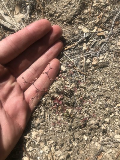 Eriogonum inerme, photographed by Mike Heine