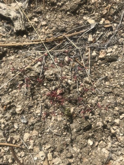 Eriogonum inerme, photographed by Mike Heine