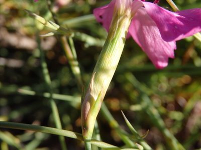 Dianthus laricifolius, photographed by Carminda Santos