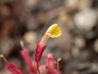 Erythranthe suksdorfii, photographed by Trevor Van Loon