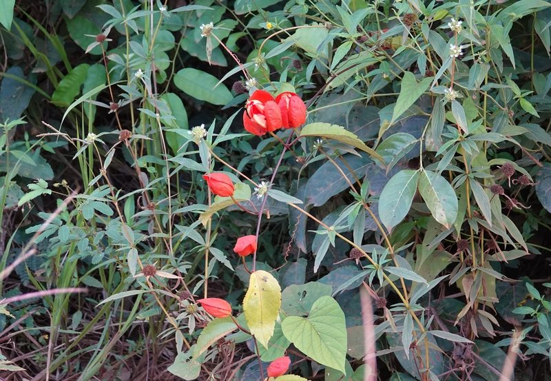Passiflora coccinea, photographed by Paul Prior
