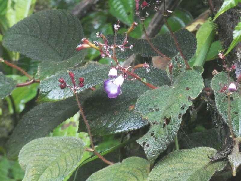 Monopyle maxonii, photographed by Kai Squires