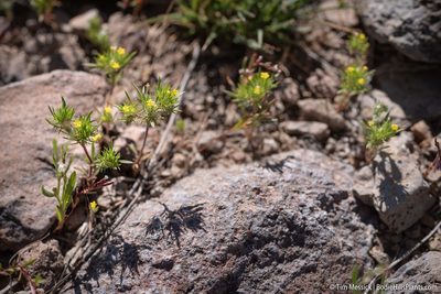 Navarretia breweri, photographed by Tim Messick
