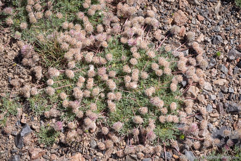 Trifolium andersonii, photographed by Tim Messick