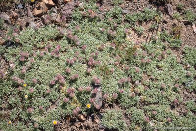 Trifolium andersonii, photographed by Tim Messick