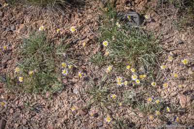 Erigeron eatonii, photographed by Tim Messick