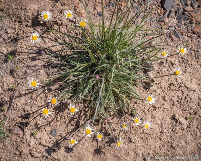 Erigeron eatonii, photographed by Tim Messick