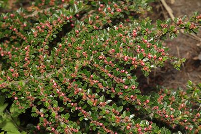 Cotoneaster horizontalis, photographed by Stephen James McWilliam
