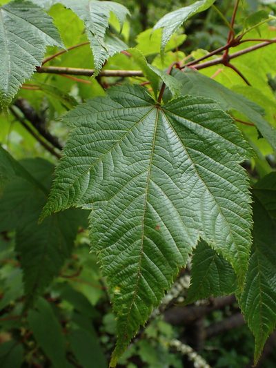 Acer caudatum, photographed by Étienne Léveillé-Bourret