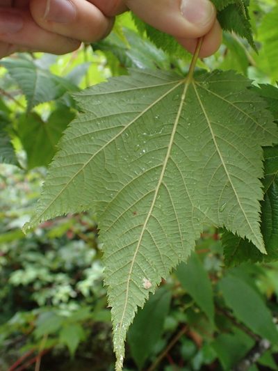Acer caudatum, photographed by Étienne Léveillé-Bourret