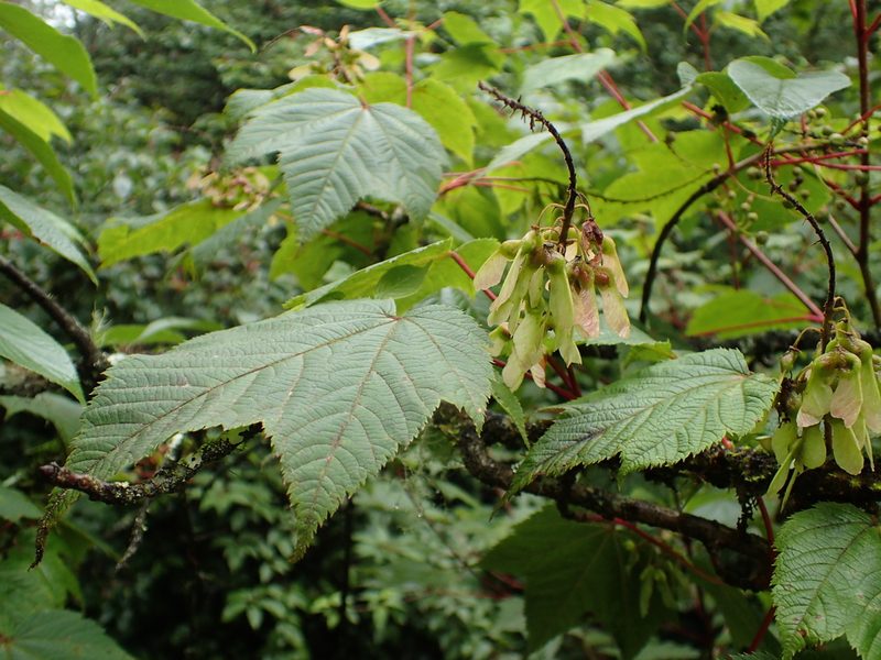 Acer caudatum, photographed by Étienne Léveillé-Bourret