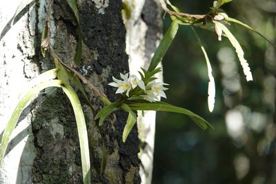 Maxillaria lutescens, photographed by Paul Prior