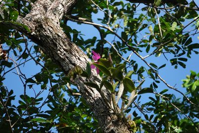 Cattleya violacea, photographed by Paul Prior
