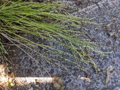 Poa infirma, photographed by Piermario Maculan