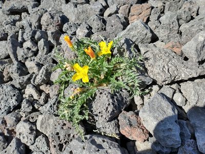 Taraxia tanacetifolia, photographed by Drew Meyer