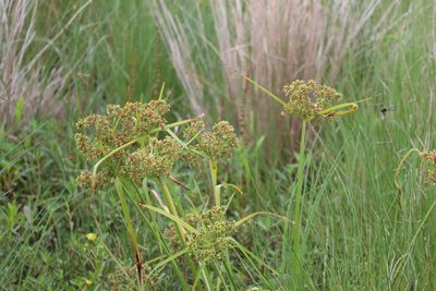 Cyperus virens, photographed by Vicki Miller