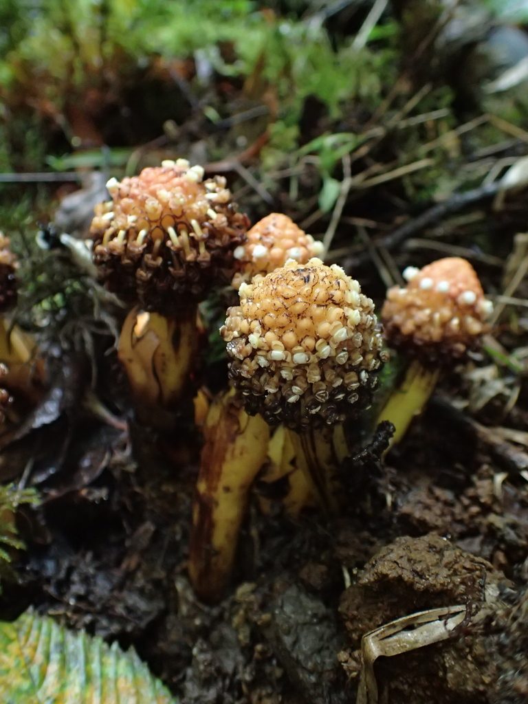 Balanophora involucrata, photographed by Étienne Léveillé-Bourret