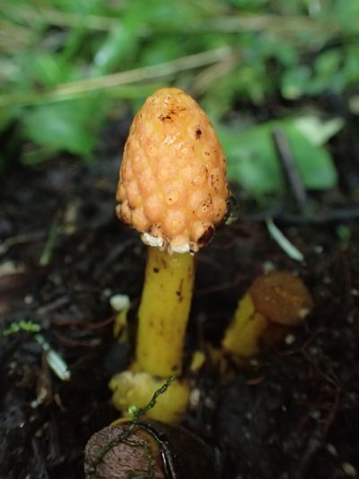 Balanophora involucrata, photographed by Étienne Léveillé-Bourret
