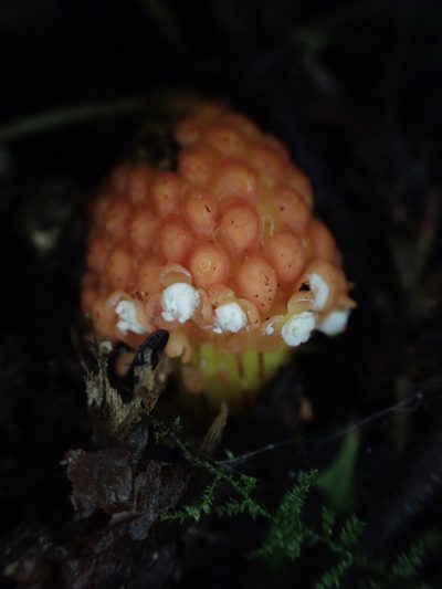 Balanophora involucrata, photographed by Étienne Léveillé-Bourret