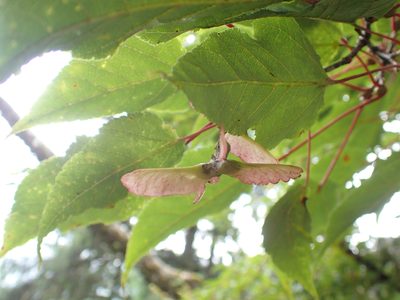 Acer davidii, photographed by Étienne Léveillé-Bourret