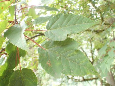 Acer davidii, photographed by Étienne Léveillé-Bourret