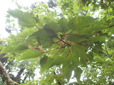 Acer davidii, photographed by Étienne Léveillé-Bourret