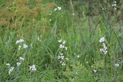 Sagittaria longiloba, photographed by Vicki Miller