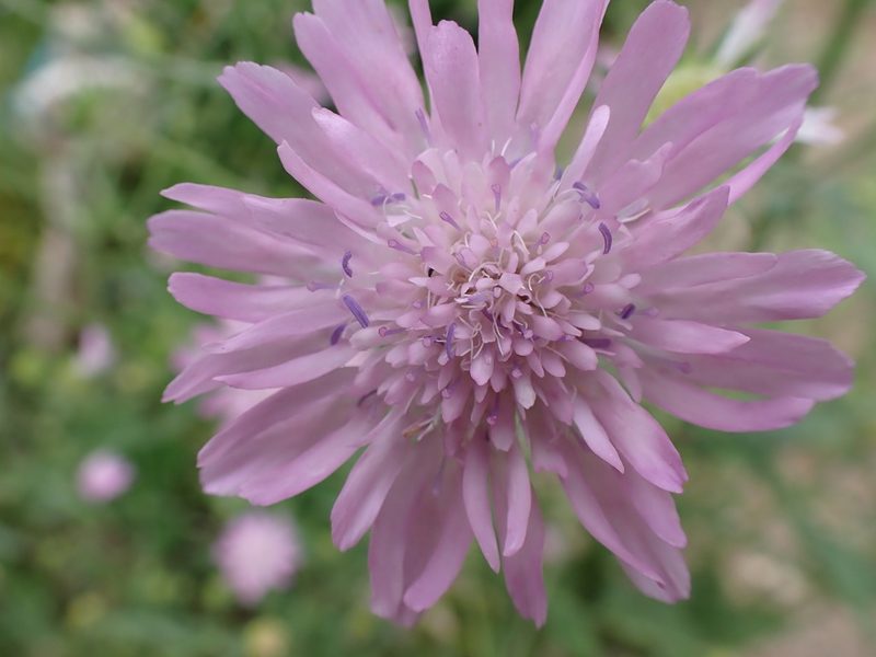 Knautia integrifolia, photographed by David Delon