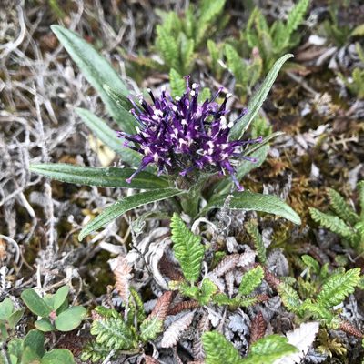 Saussurea nuda, photographed by Cheryl McCleary-Catalano