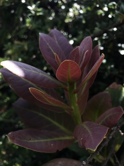 Persea mutisii, photographed by Nicolás Baresch Uribe