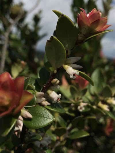 Disterigma alaternoides, photographed by Nicolás Baresch Uribe