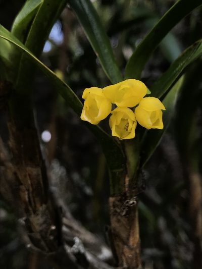 Maxillaria alticola, photographed by Nicolás Baresch Uribe