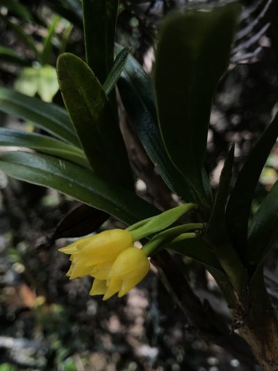 Maxillaria alticola, photographed by Nicolás Baresch Uribe