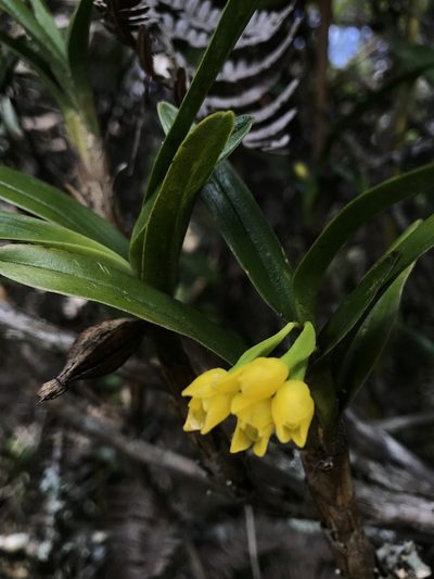 Maxillaria alticola, photographed by Nicolás Baresch Uribe
