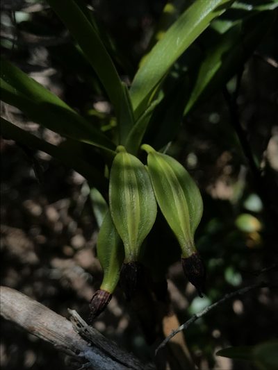 Maxillaria alticola, photographed by Nicolás Baresch Uribe