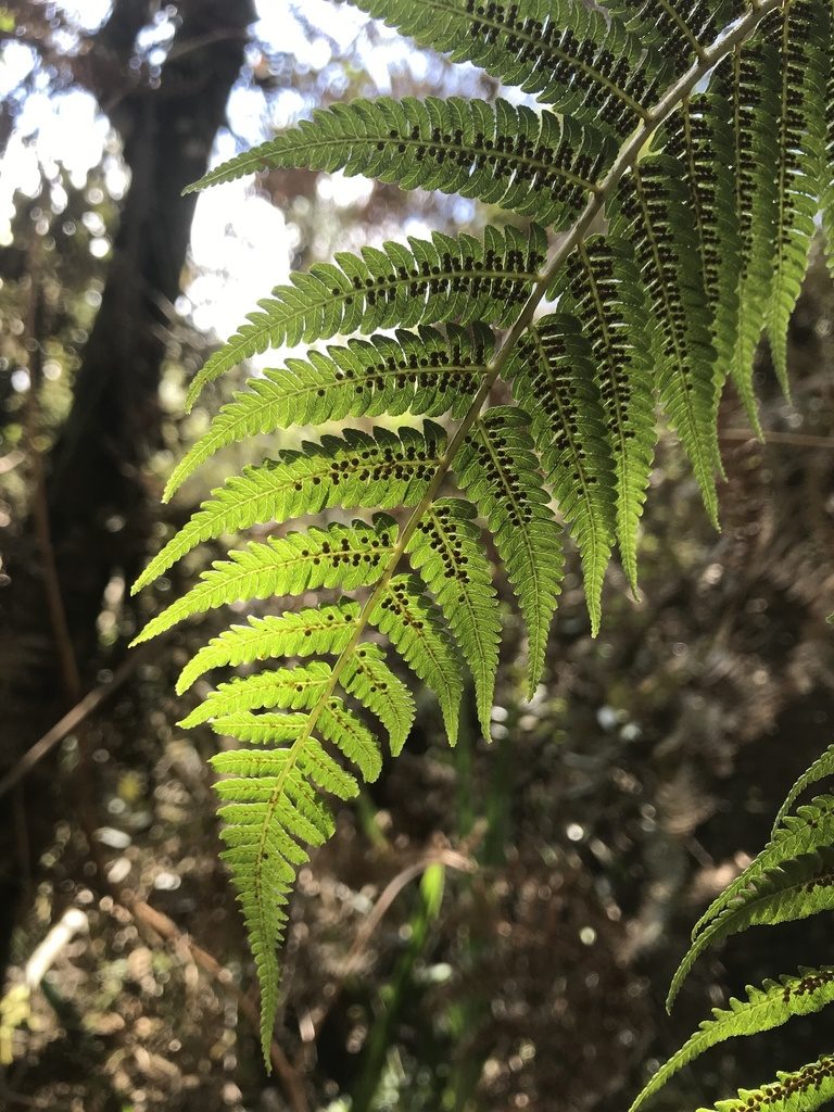 Cyathea lindeniana, photographed by Nicolás Baresch Uribe