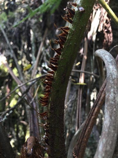 Cyathea lindeniana, photographed by Nicolás Baresch Uribe